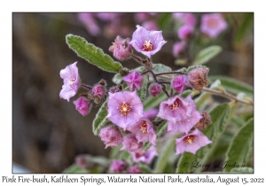 Pink Fire-bush