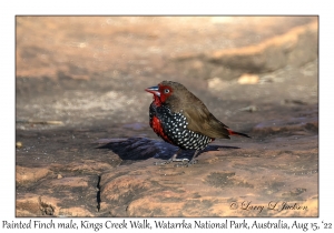 Painted Finch male