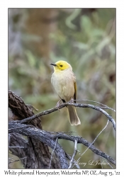 White-plumed Honeyeater