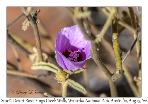 Sturt's Desert Rose