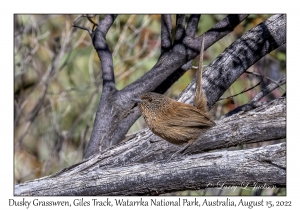 Dusky Grasswren