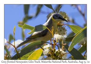 Grey-fronted Honeyeater