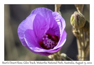 Sturt's Desert Rose