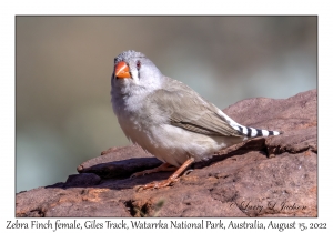 Zebra Finch female