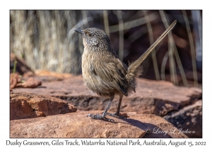 Dusky Grasswren