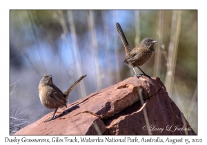 Dusky Grasswrens