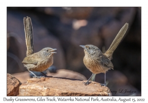 Dusky Grasswrens