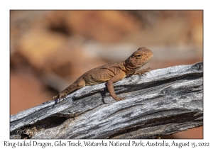 Ring-tailed Dragon