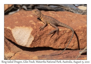 Ring-tailed Dragon