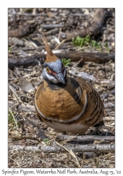 Spinifex Pigeon