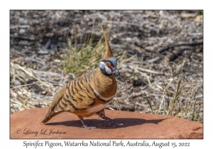 Spinifex Pigeon