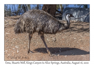 Emu