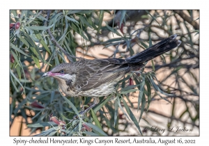 Spiny-cheeked Honeyeater