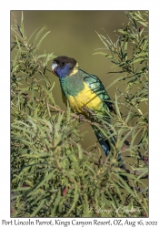 Port Lincoln Parrot