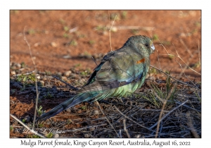 Mulga Parrot female