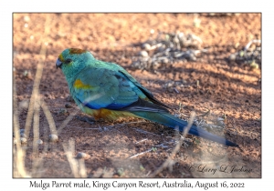 Mulga Parrot male