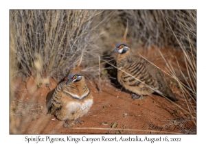 Spinifex Pigeons