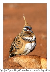 Spinifex Pigeon