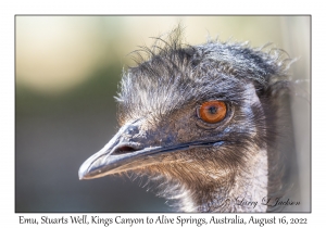 Emu