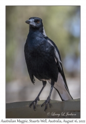 Australian Magpie