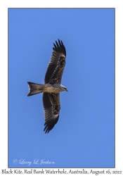 Black Kite