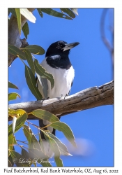 Pied Butcherbird