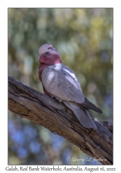 Galah