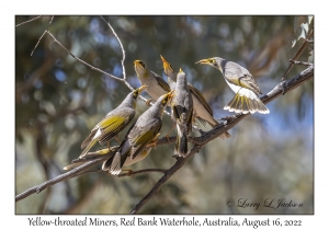 Yellow-throated Miners