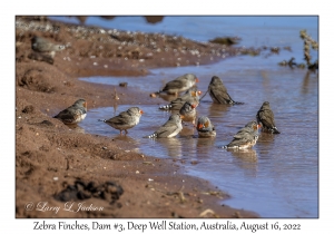 Zebra Finches