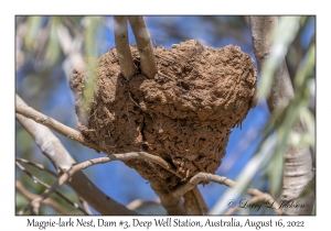 Magpie-lark Nest