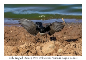 Willie Wagtail