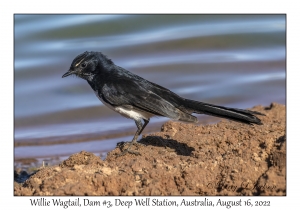 Willie Wagtail