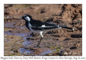 Magpie-Lark