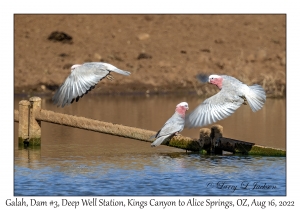 Galah