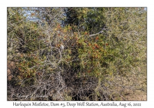 Harlequin Mistletoe