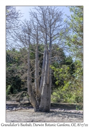 Grandidier's Baobab