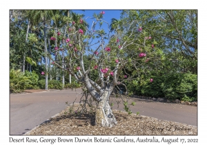 Desert Rose