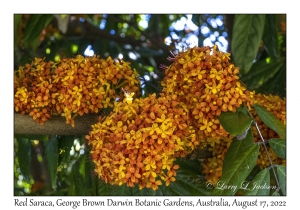 Red Saraca