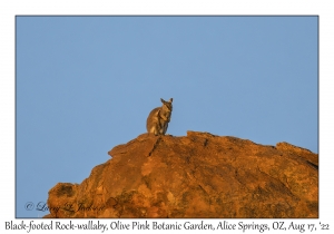 Black-footed Rock-wallaby