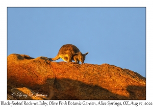 Black-footed Rock-wallaby