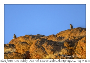 Black-footed Rock-wallabies