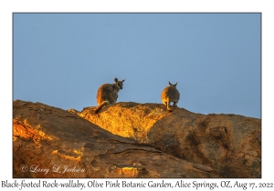 Black-footed Rock-wallabies