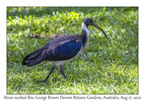 Straw-necked Ibis