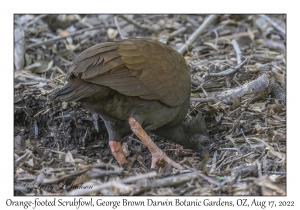 Orange-footed Scrubfowl