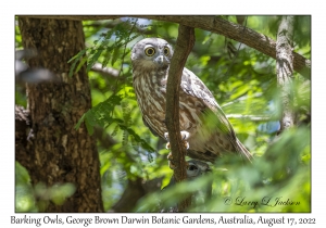 Barking Owls