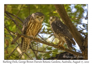 Barking Owls