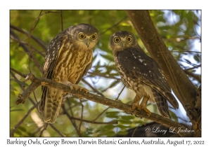 Barking Owls