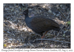 Orange-footed Scrubfowl