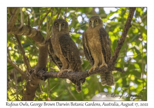 Rufous Owls