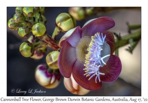 Cannonball Tree Flower